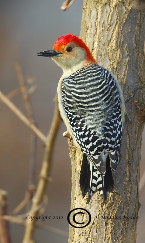 red-bellied woodpecker